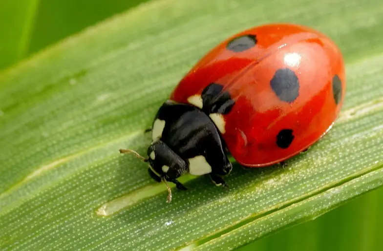 An image of a ladybird on a blade of grass