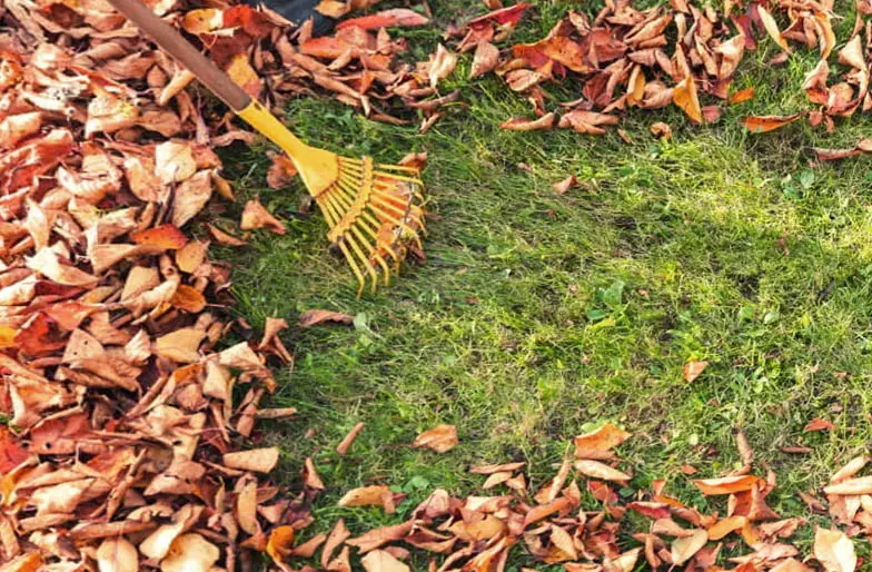 An image showing leaves being raked into a neat row