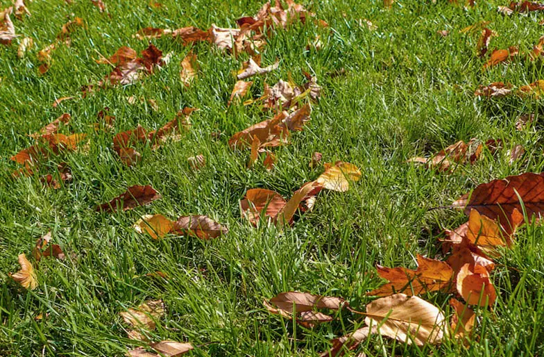 An image of a lawn with some scattered fallen leaves