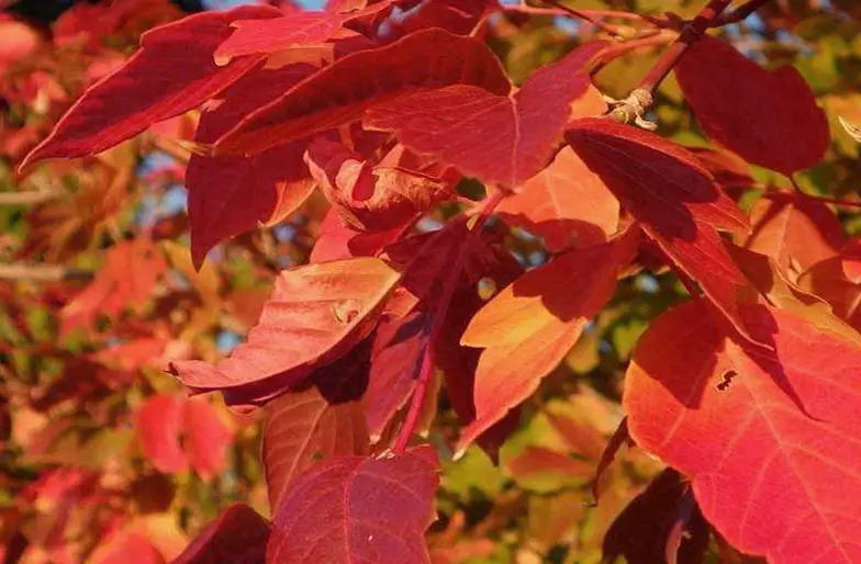 An image showing autumn leaves on a tree
