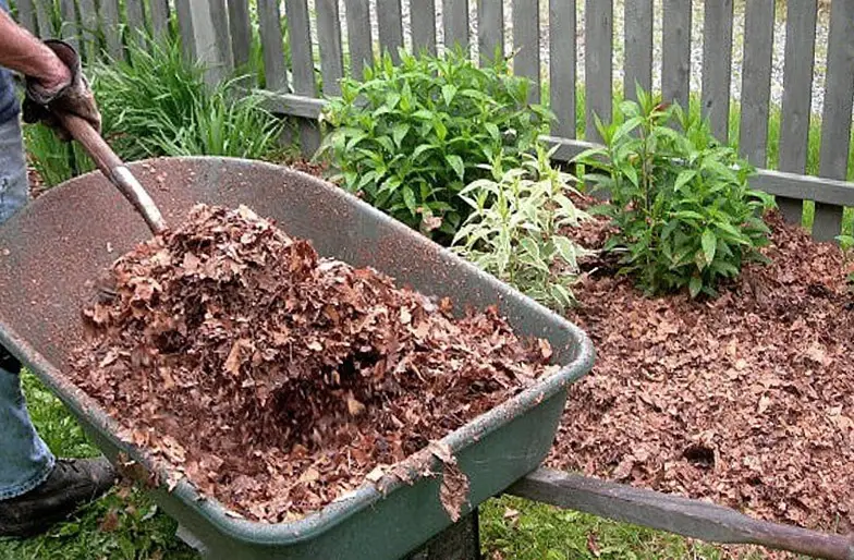 A wheelbarrow full of mulched leaves