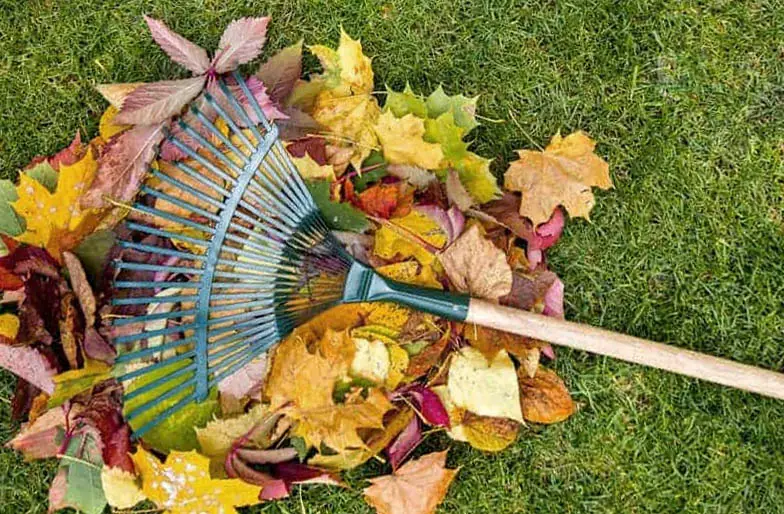 An image of a pile of leaves with a rake on top