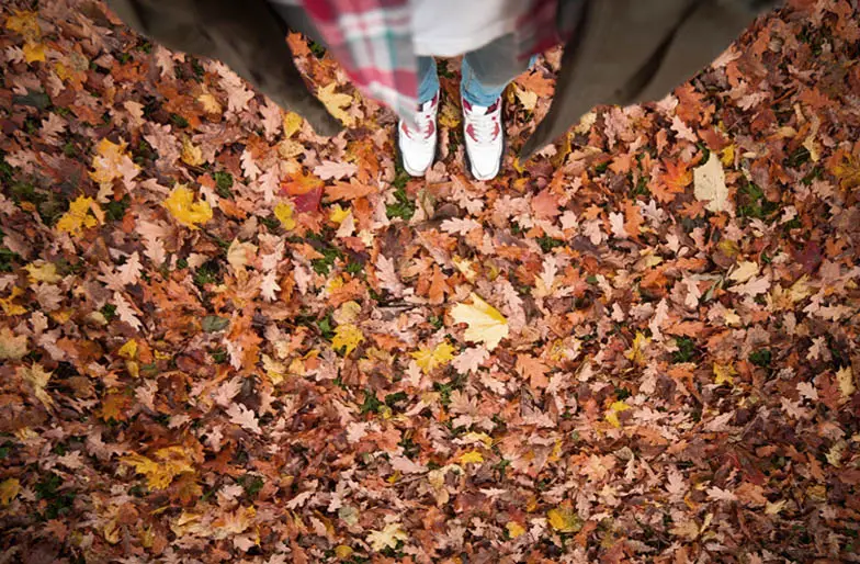 An image of a large pile of leaves on the floor