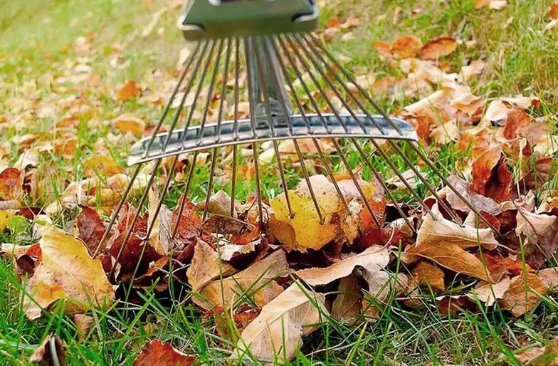 A lawn covered in leaves being raked